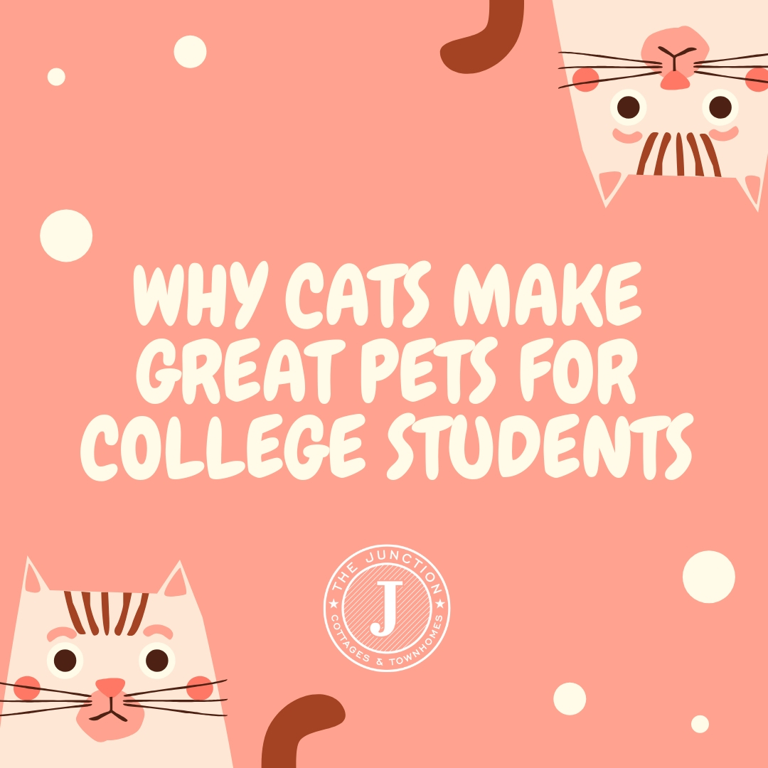 Why-Cats-Make-Great-Pets-for-College-Students.jpg