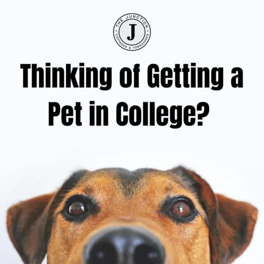 can you get a dog in college